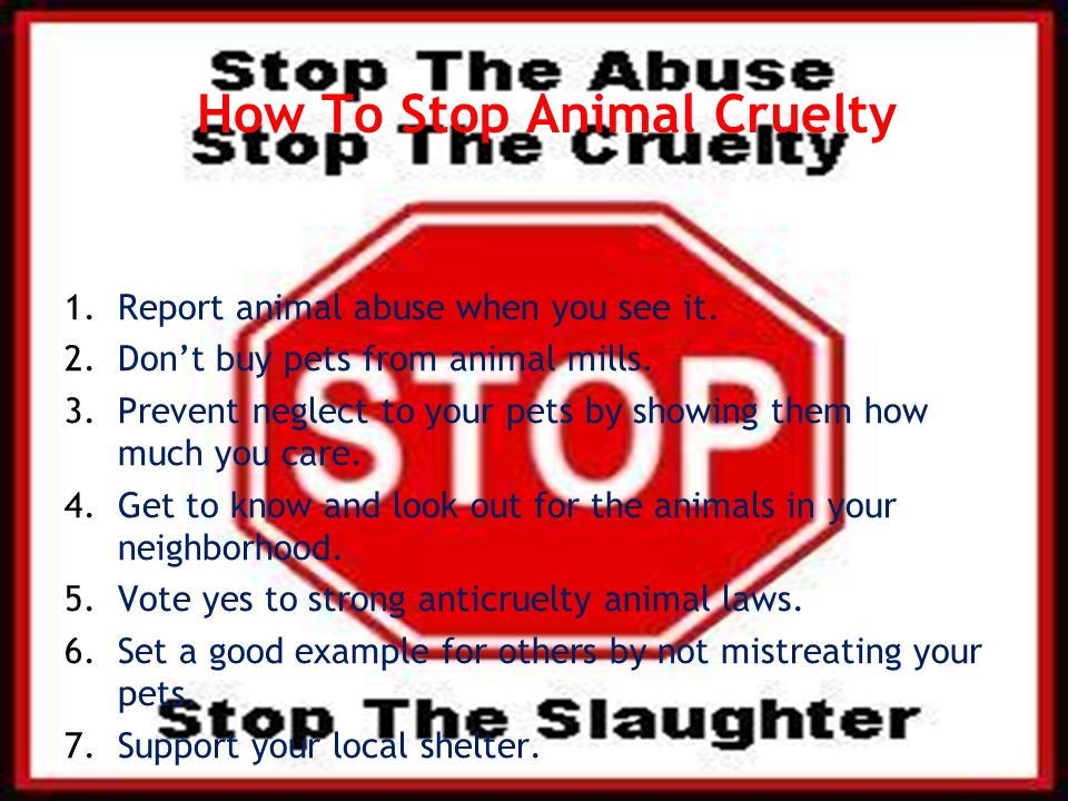 How To Stop Animal Cruelty 1.Report animal abuse when you see it.