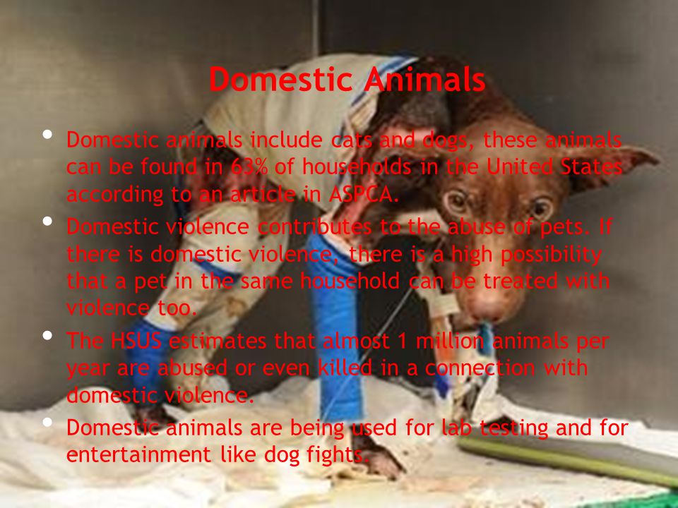 Domestic Animals Domestic animals include cats and dogs, these animals can be found in 63% of households in the United States according to an article in ASPCA.