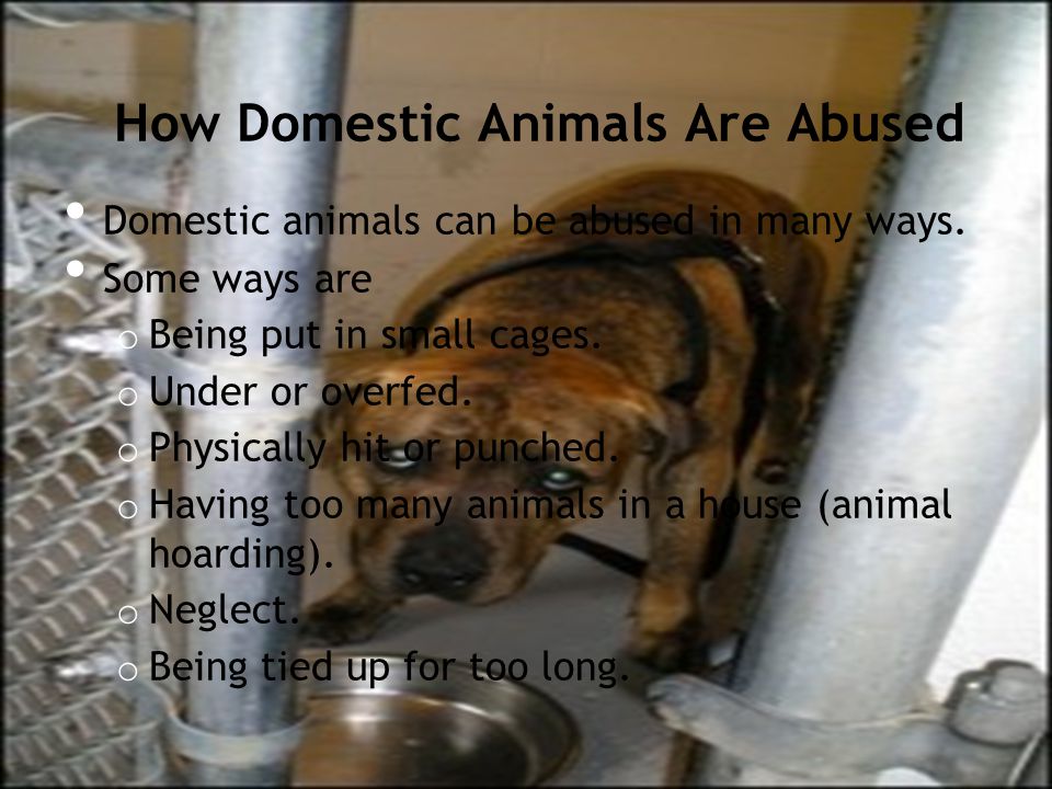 How Domestic Animals Are Abused Domestic animals can be abused in many ways.