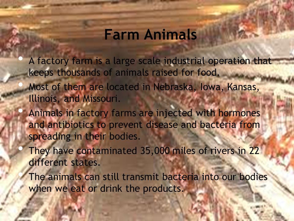 Farm Animals A factory farm is a large scale industrial operation that keeps thousands of animals raised for food.