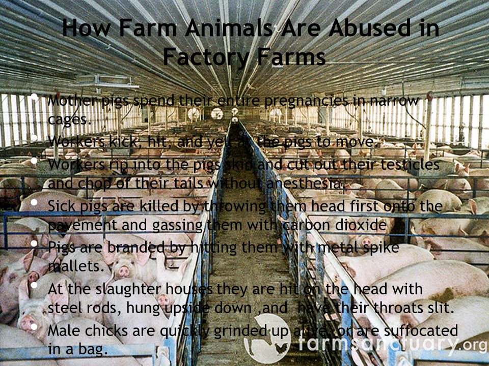 How Farm Animals Are Abused in Factory Farms Mother pigs spend their entire pregnancies in narrow cages.