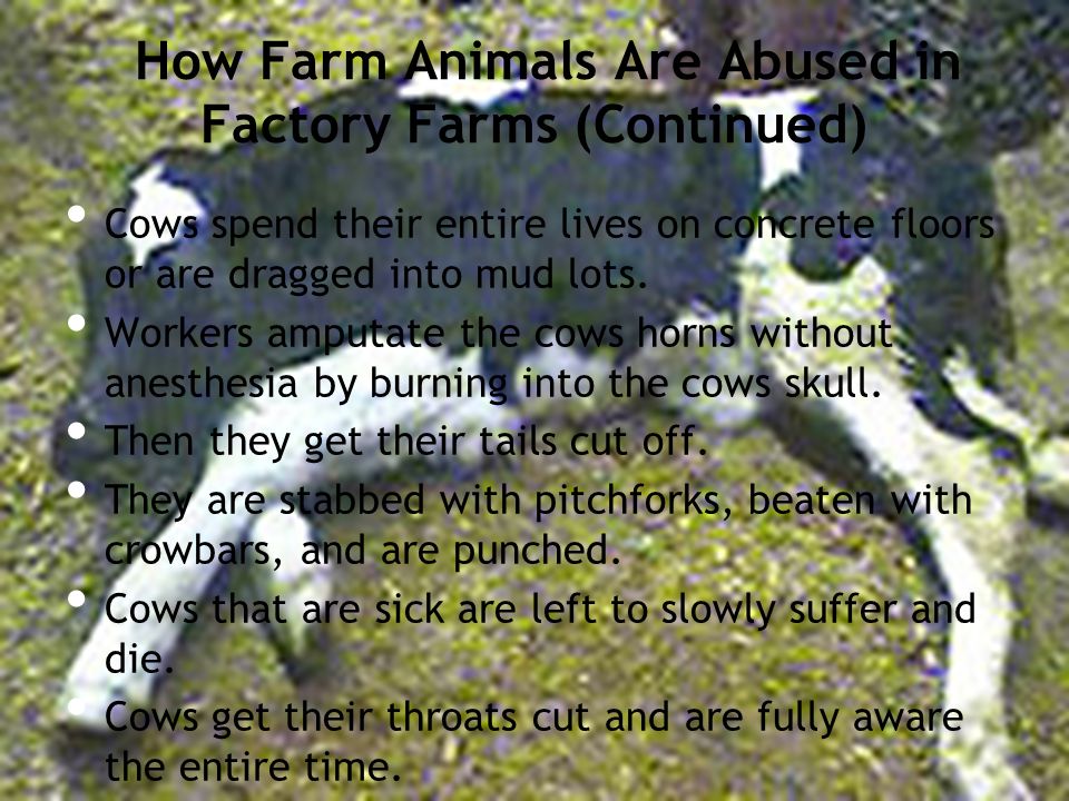 How Farm Animals Are Abused in Factory Farms (Continued) Cows spend their entire lives on concrete floors or are dragged into mud lots.