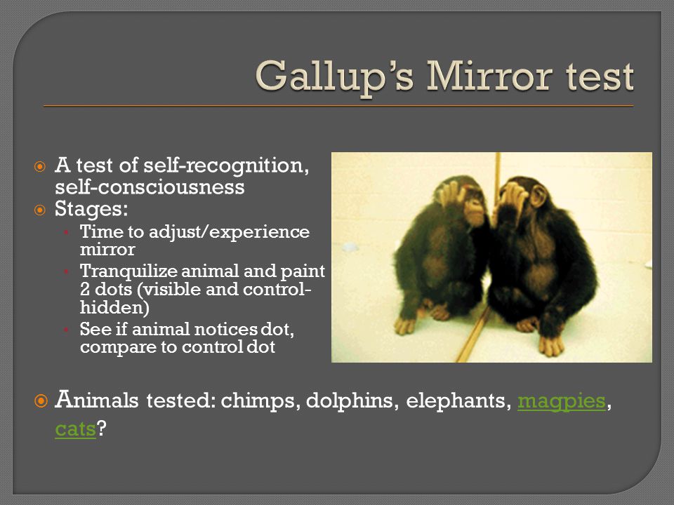  A test of self-recognition, self-consciousness  Stages: Time to adjust/experience mirror Tranquilize animal and paint 2 dots (visible and control- hidden) See if animal notices dot, compare to control dot  A nimals tested: chimps, dolphins, elephants, magpies, cats magpies cats