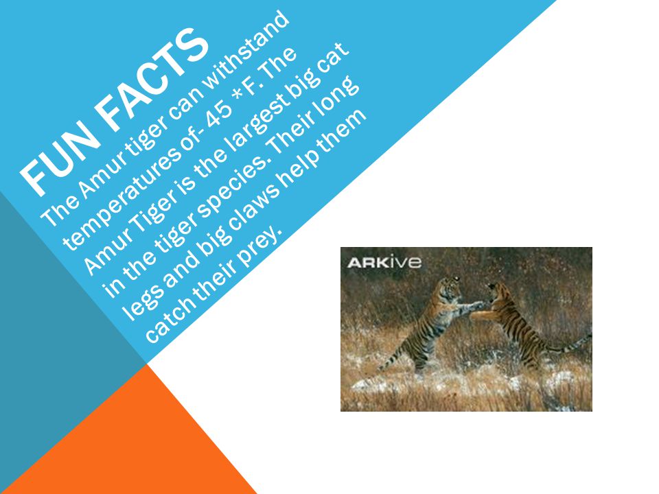 FUN FACTS The Amur tiger can withstand temperatures of- 45 *F.