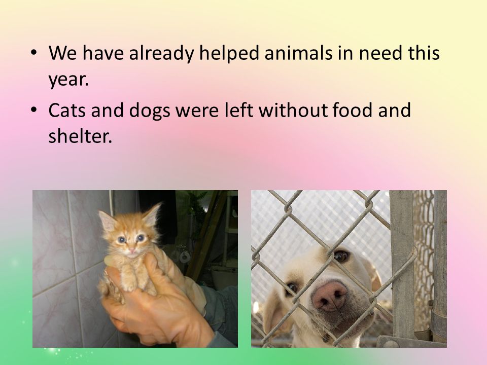 We have already helped animals in need this year. Cats and dogs were left without food and shelter.