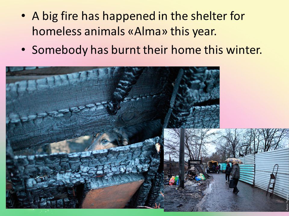 A big fire has happened in the shelter for homeless animals «Alma» this year.
