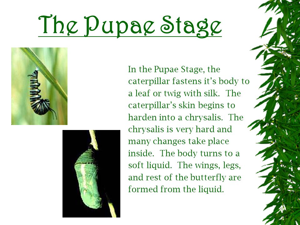 The Larval Stage In the Larval Stage, the eggs hatch and out comes a caterpillar.