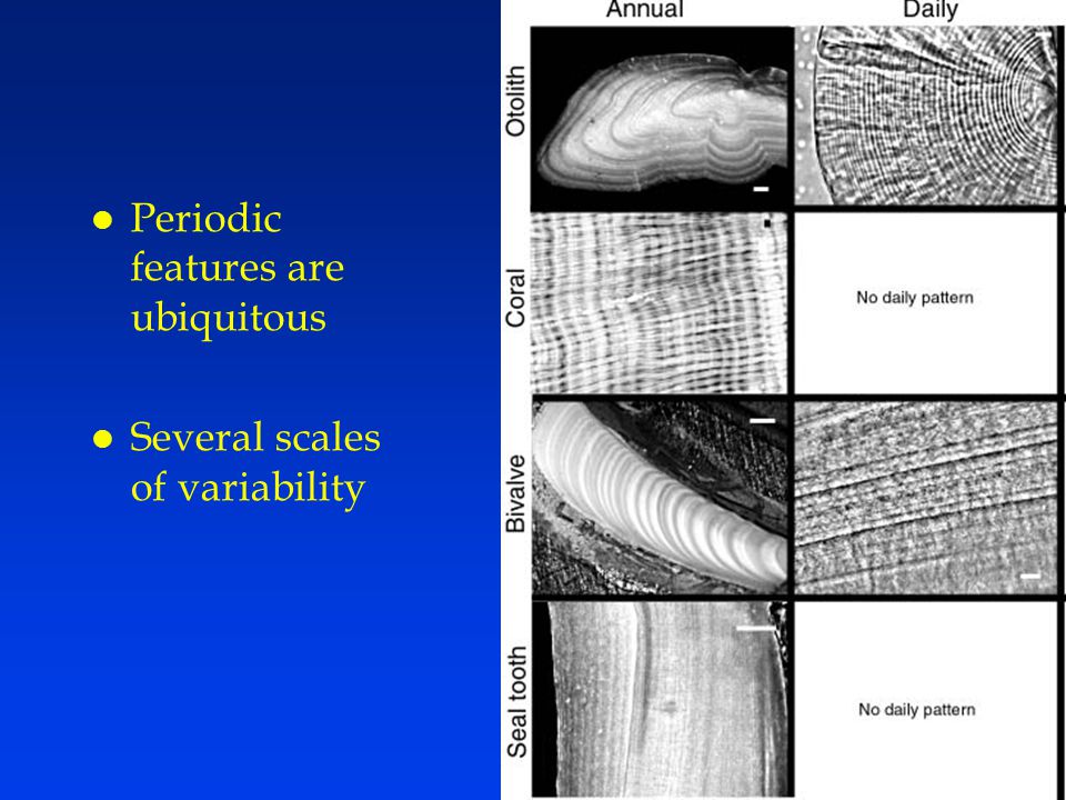 USE OF SCALES IN DETERMINATION OF AGE OF FISH 