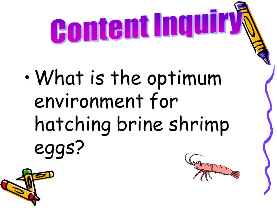 brine shrimp environmental conditions