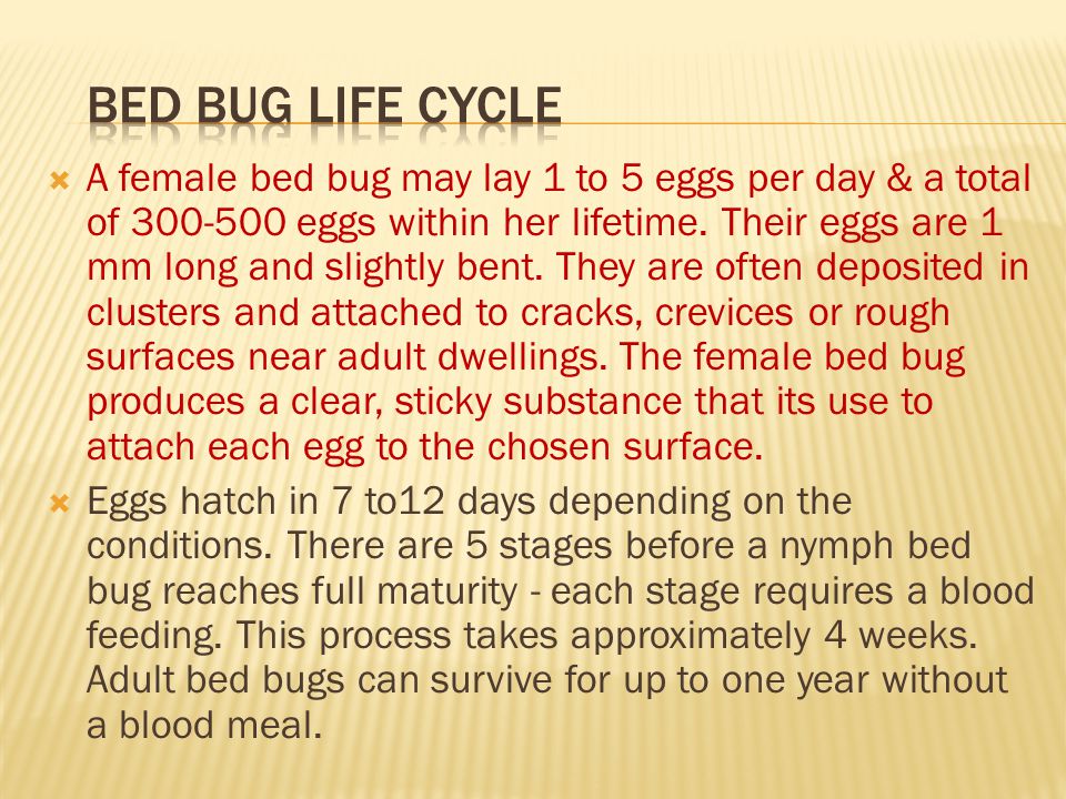  A female bed bug may lay 1 to 5 eggs per day & a total of eggs within her lifetime.