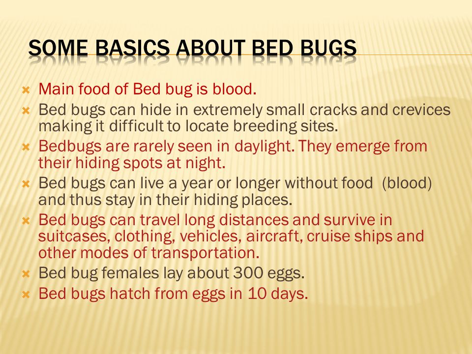  Main food of Bed bug is blood.