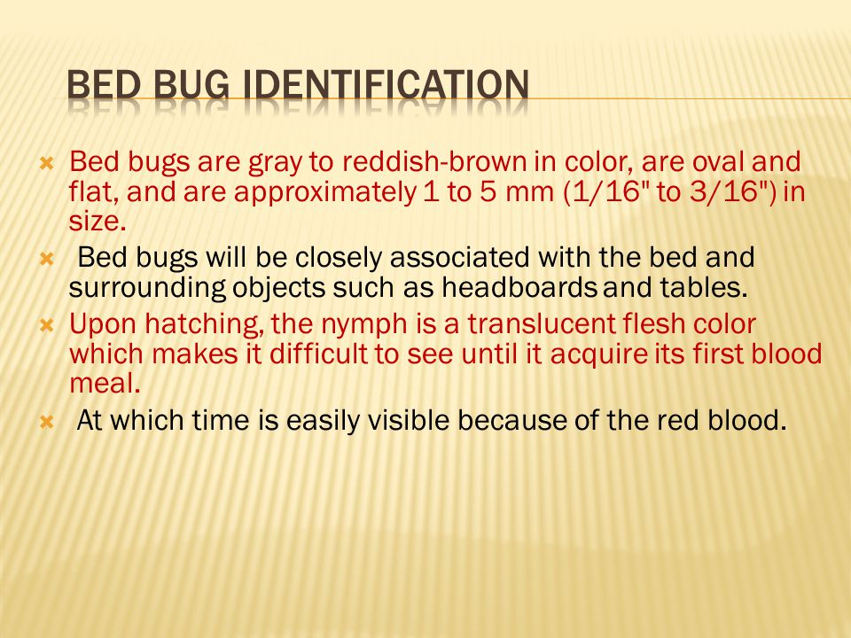  Bed bugs are gray to reddish-brown in color, are oval and flat, and are approximately 1 to 5 mm (1/16 to 3/16 ) in size.