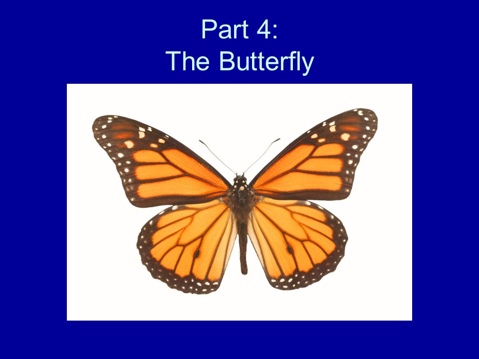 Part 4: The Butterfly