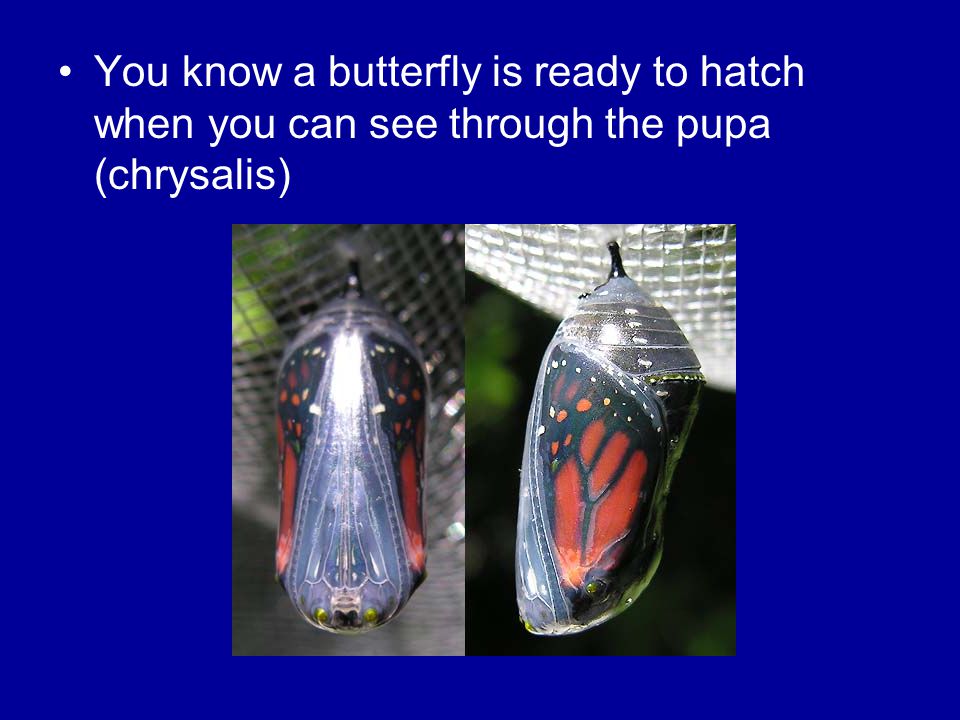 You know a butterfly is ready to hatch when you can see through the pupa (chrysalis)