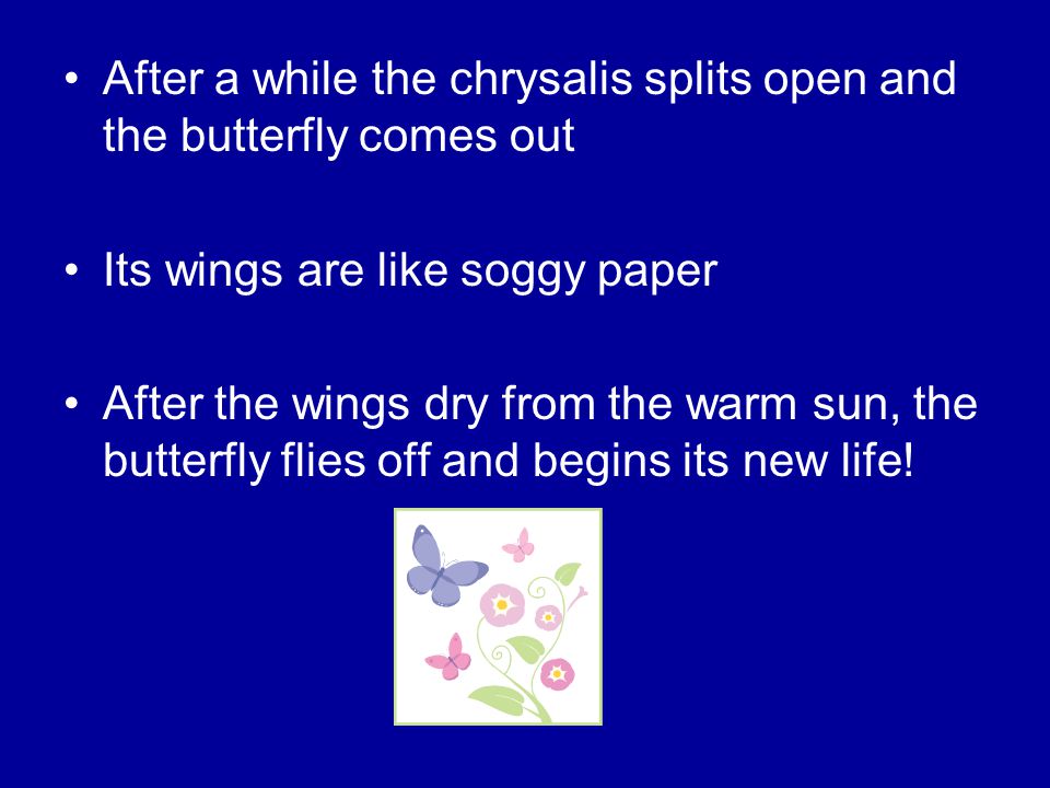 After a while the chrysalis splits open and the butterfly comes out Its wings are like soggy paper After the wings dry from the warm sun, the butterfly flies off and begins its new life!