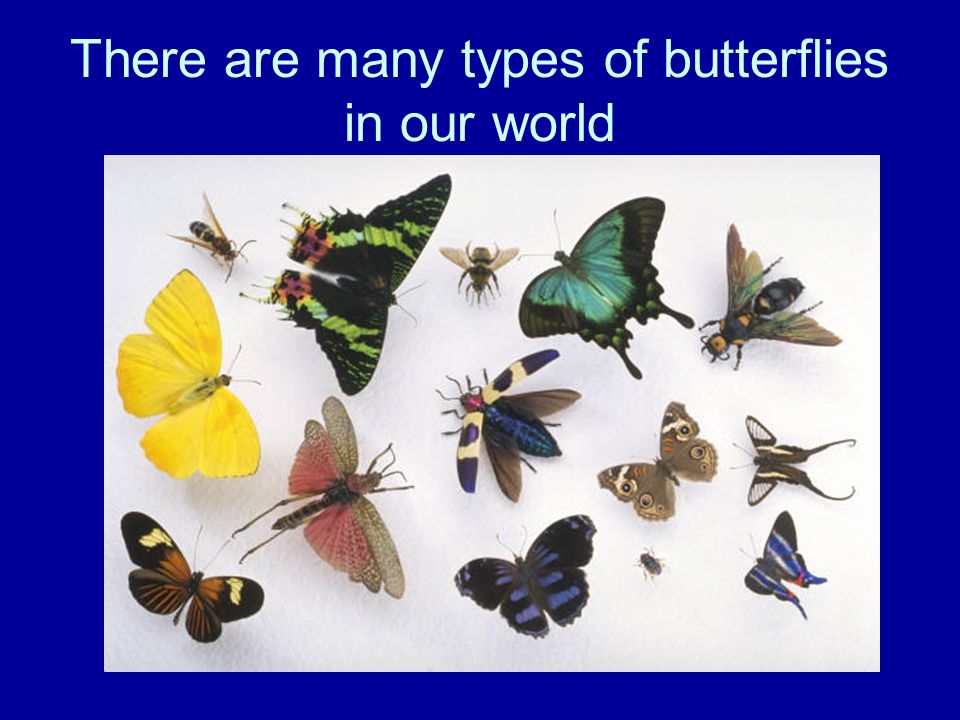 There are many types of butterflies in our world