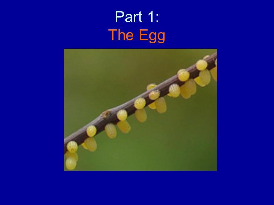 Part 1: The Egg