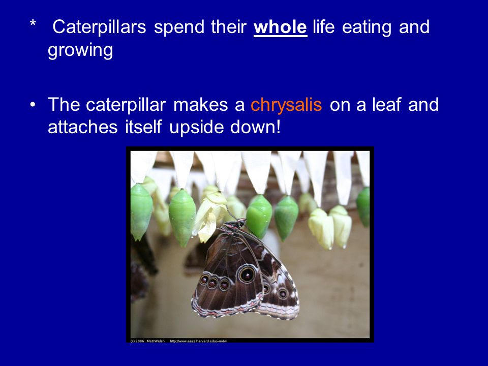 * Caterpillars spend their whole life eating and growing The caterpillar makes a chrysalis on a leaf and attaches itself upside down!