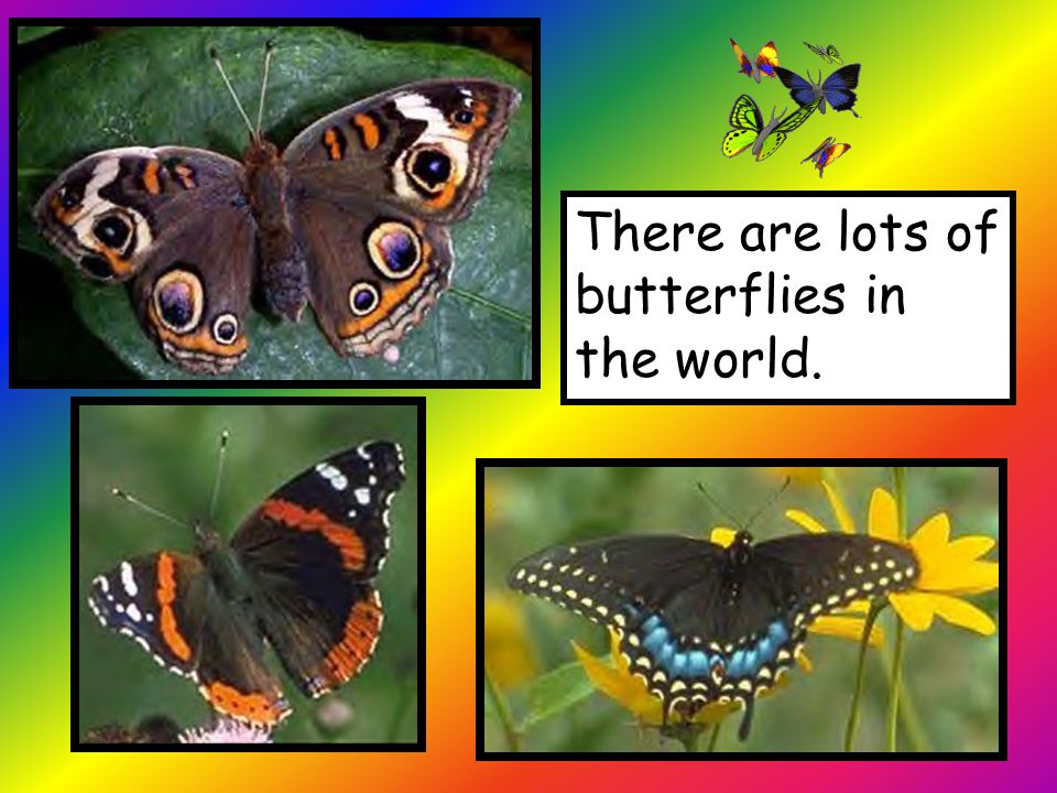 There are lots of butterflies in the world.