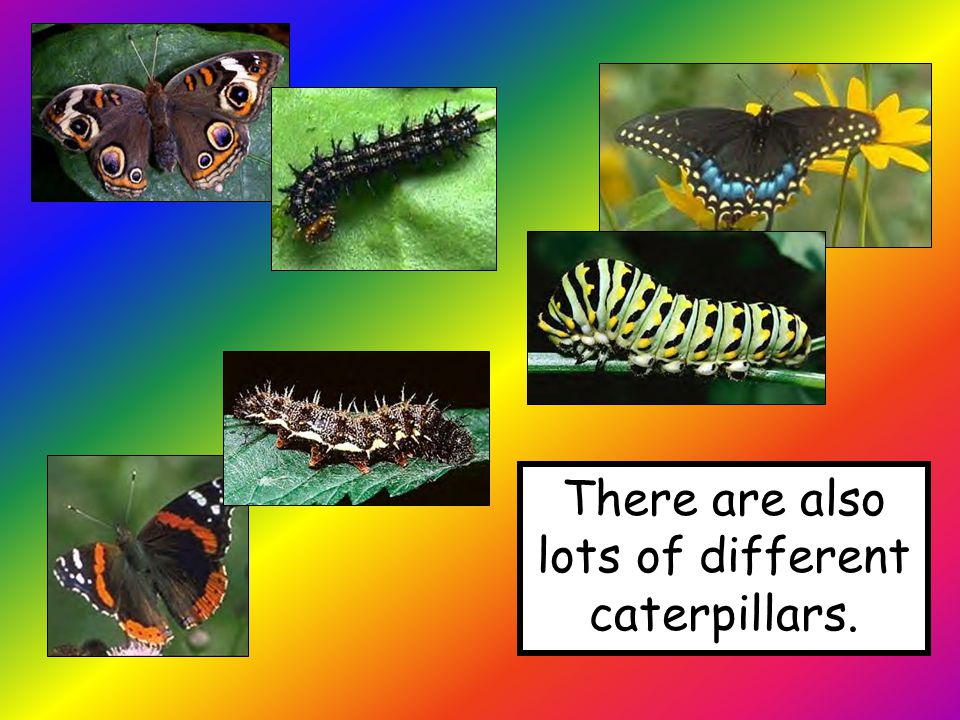 There are also lots of different caterpillars.