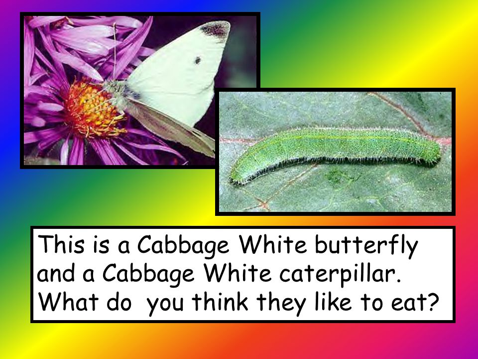 This is a Cabbage White butterfly and a Cabbage White caterpillar.
