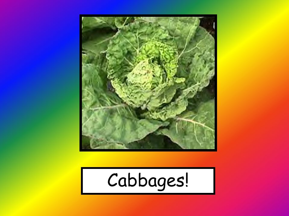 Cabbages!