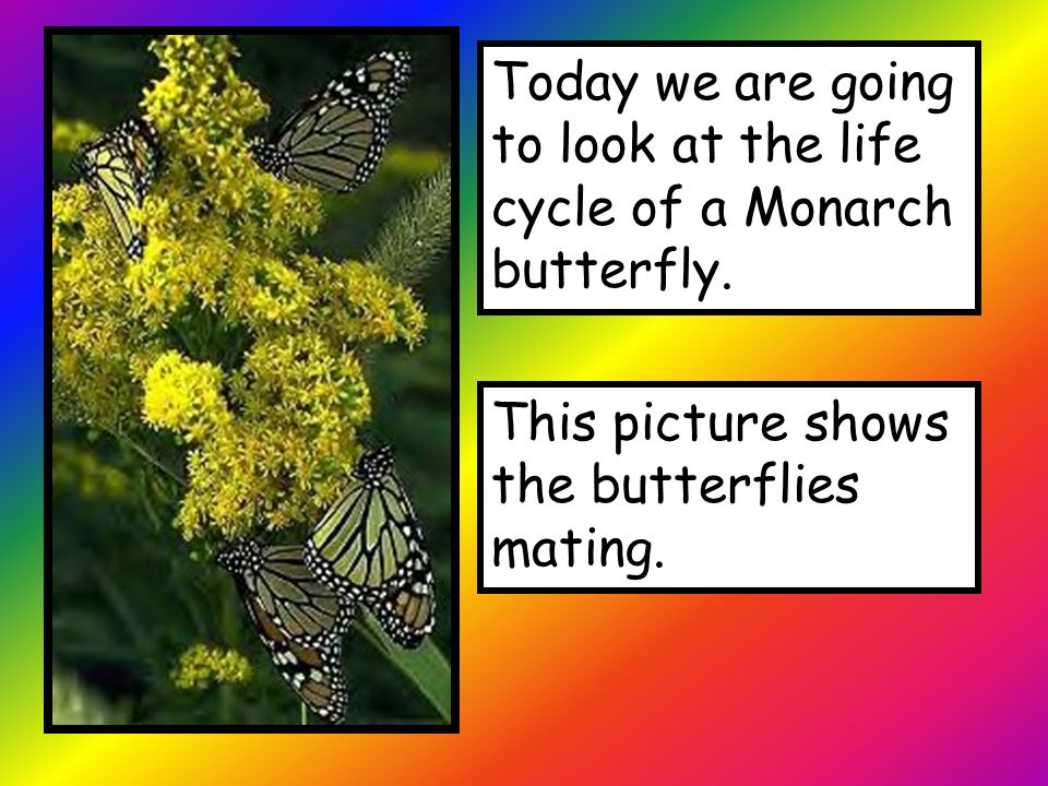 Today we are going to look at the life cycle of a Monarch butterfly.