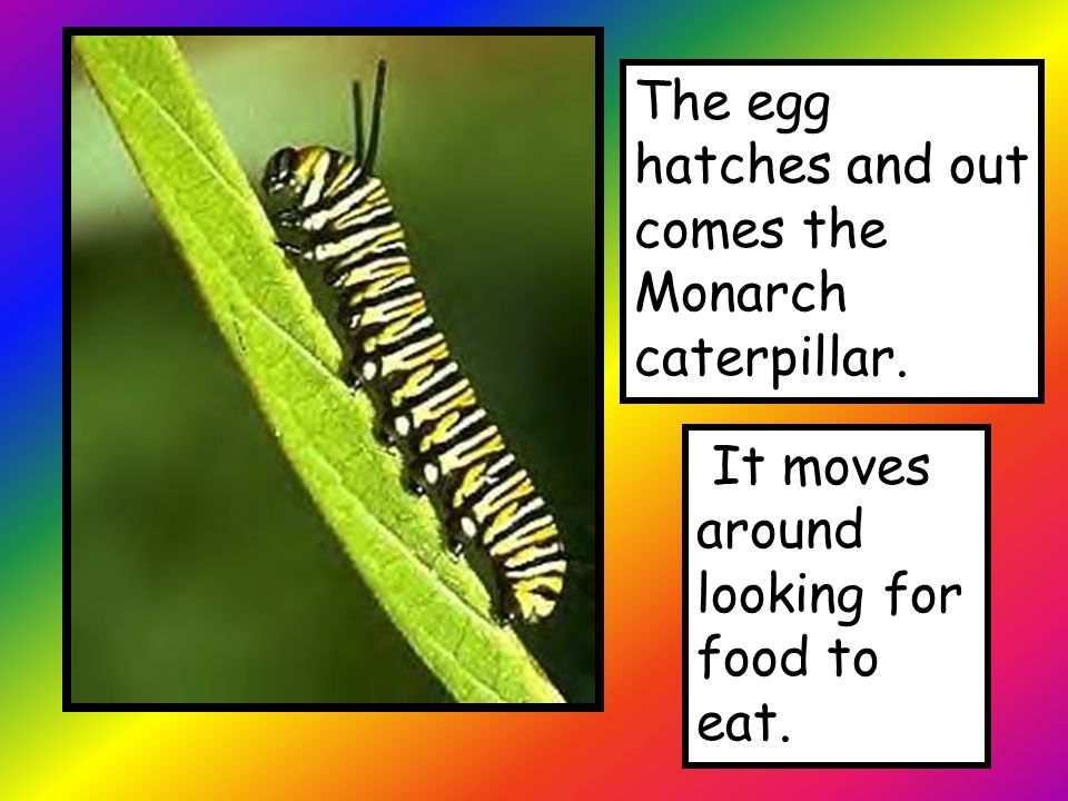The egg hatches and out comes the Monarch caterpillar. It moves around looking for food to eat.