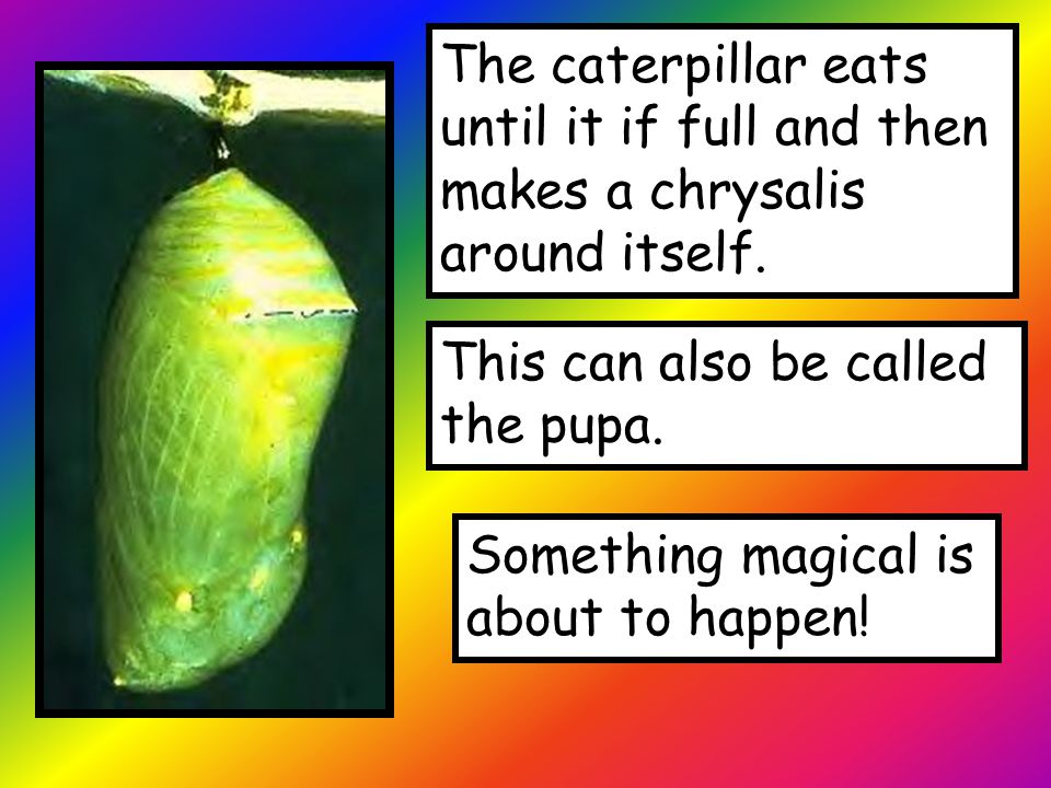 The caterpillar eats until it if full and then makes a chrysalis around itself.