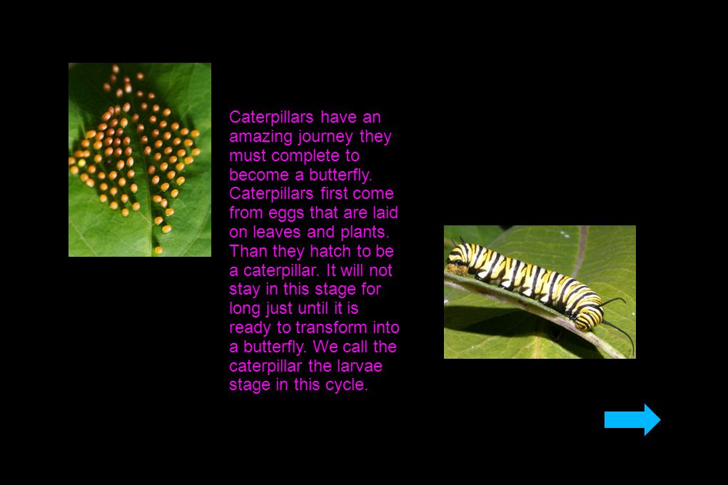 Caterpillars have an amazing journey they must complete to become a butterfly.
