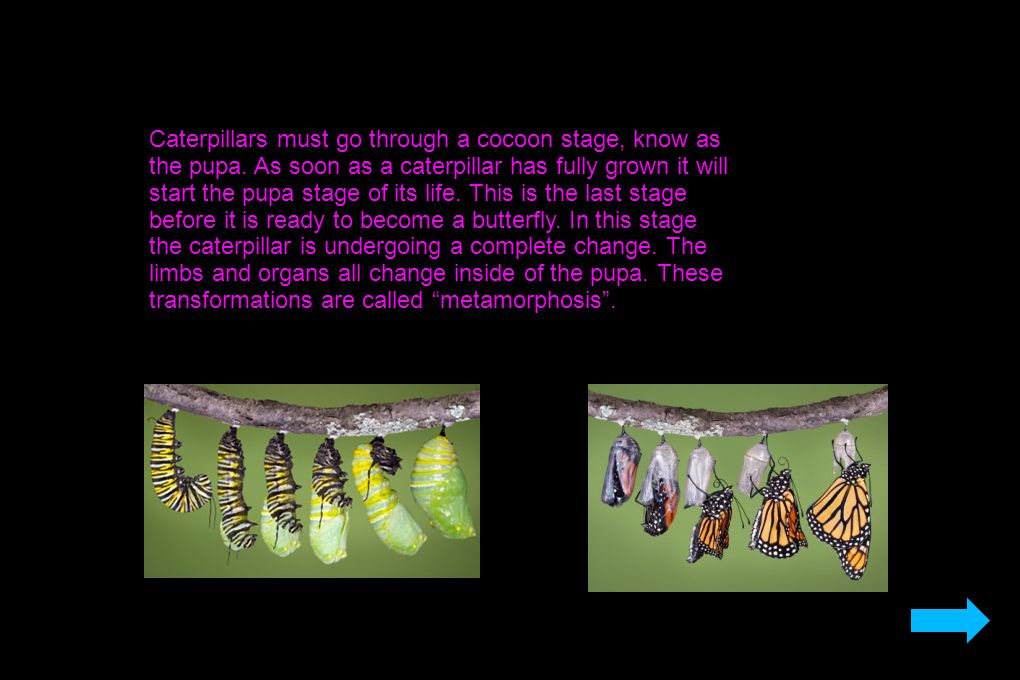 Caterpillars must go through a cocoon stage, know as the pupa.