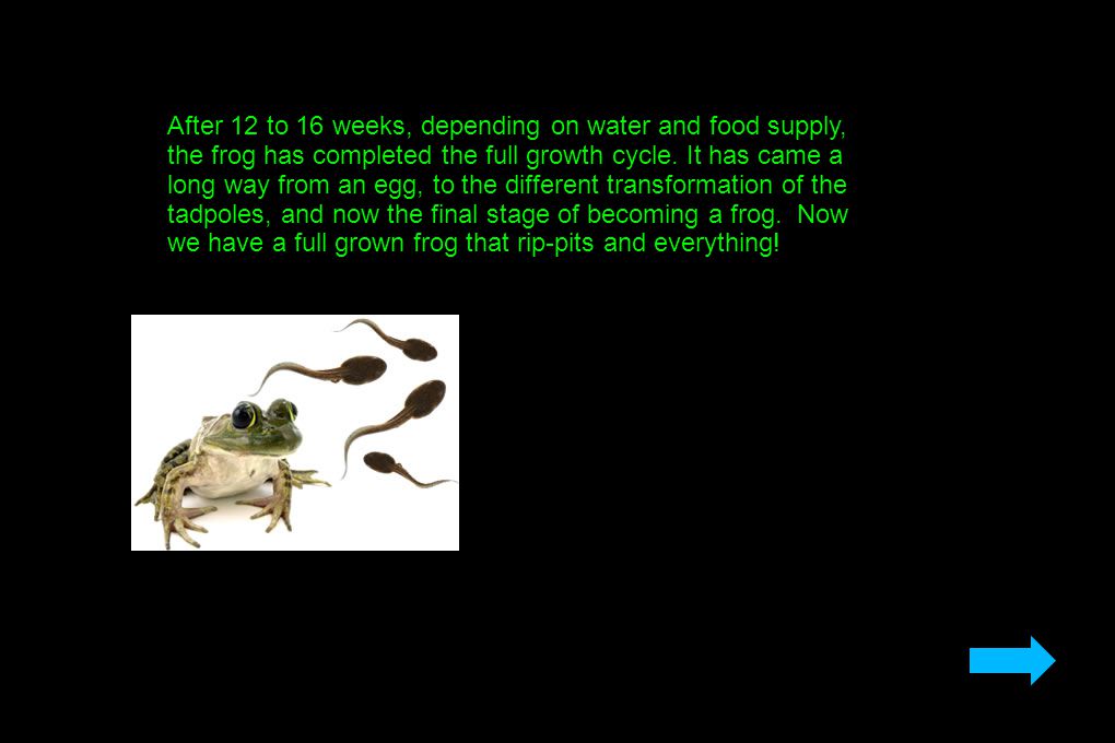 After 12 to 16 weeks, depending on water and food supply, the frog has completed the full growth cycle.