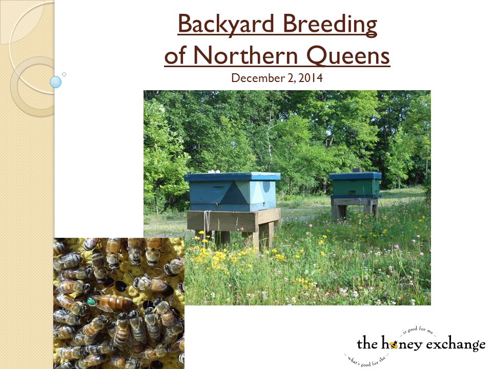 Backyard Breeding of Northern Queens December 2, 2014