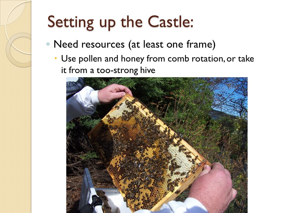 Setting up the Castle: ◦ Need resources (at least one frame)  Use pollen and honey from comb rotation, or take it from a too-strong hive