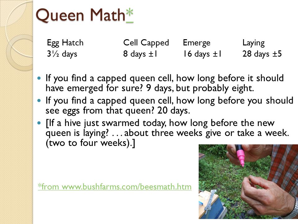 Queen Math* * Egg HatchCell CappedEmergeLaying 3½ days8 days ±1 16 days ±128 days ±5 If you find a capped queen cell, how long before it should have emerged for sure.