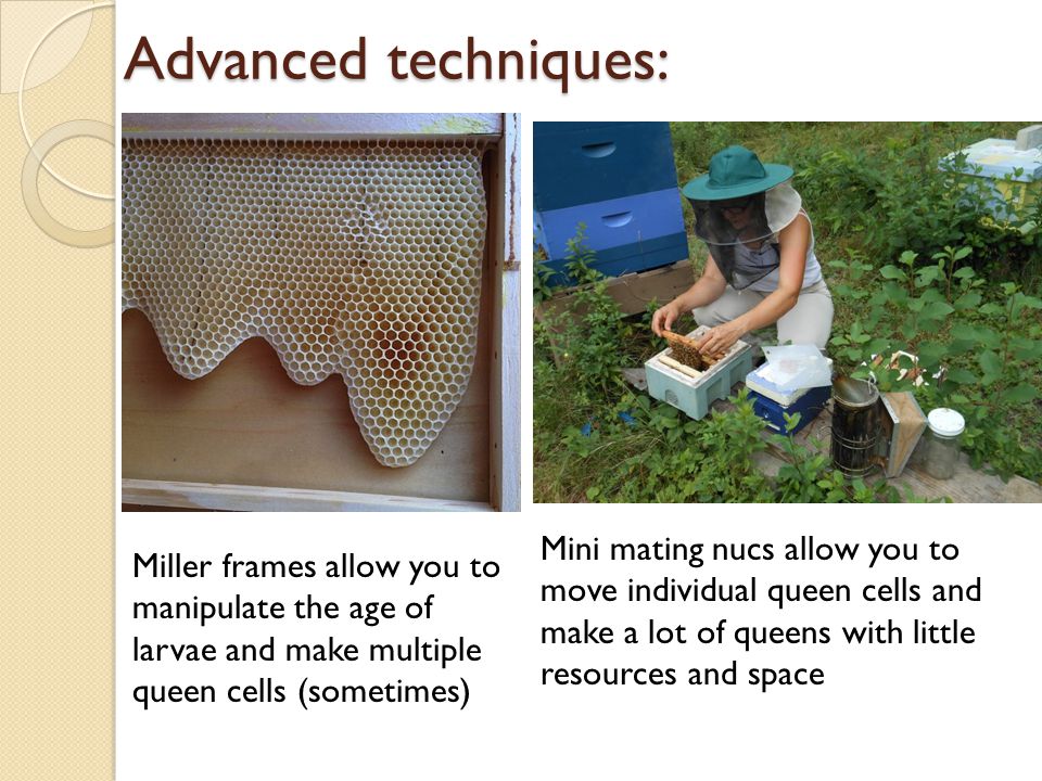 Advanced techniques: Miller frames allow you to manipulate the age of larvae and make multiple queen cells (sometimes) Mini mating nucs allow you to move individual queen cells and make a lot of queens with little resources and space