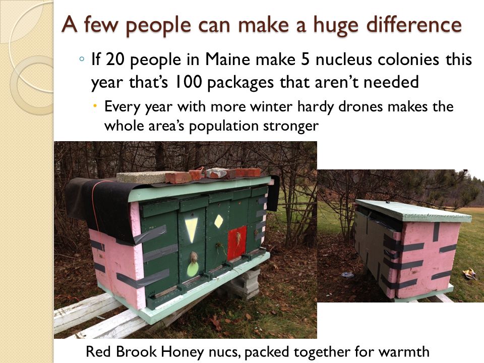A few people can make a huge difference ◦ If 20 people in Maine make 5 nucleus colonies this year that’s 100 packages that aren’t needed  Every year with more winter hardy drones makes the whole area’s population stronger Red Brook Honey nucs, packed together for warmth
