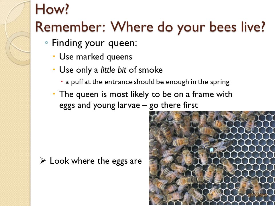 How. Remember: Where do your bees live.