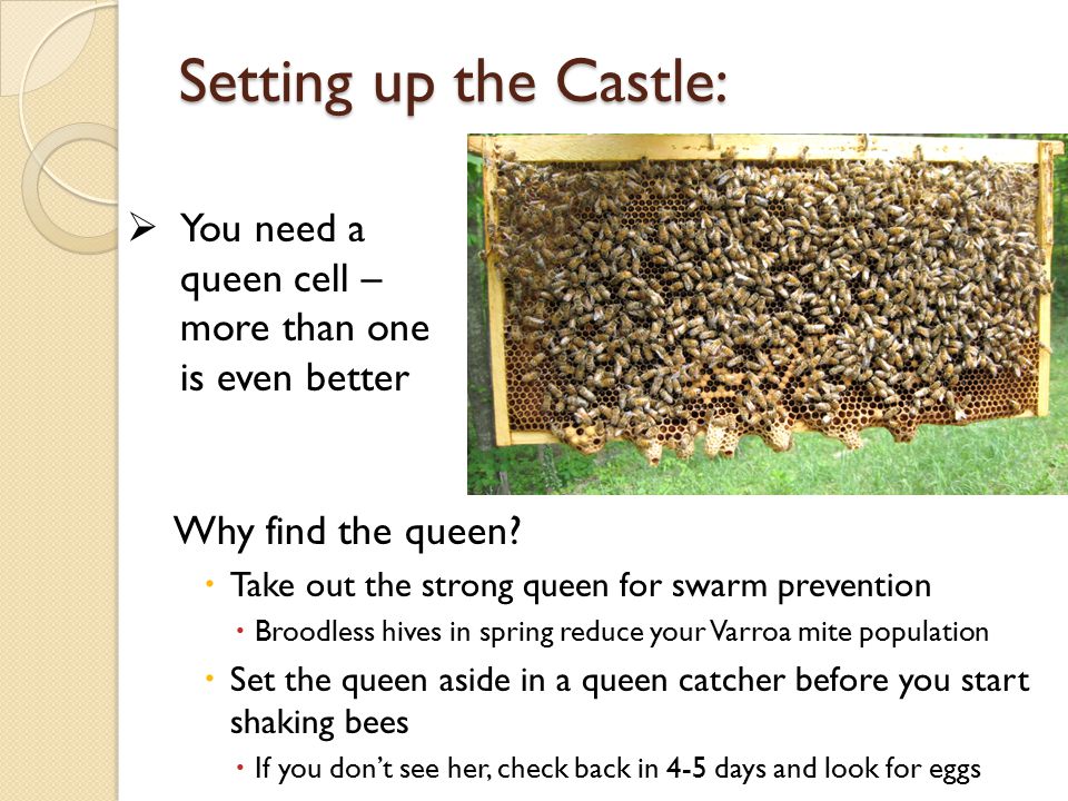 Setting up the Castle: Why find the queen.