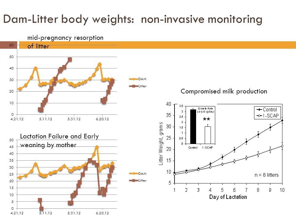 Dam-Litter body weights: non-invasive monitoring mid-pregnancy resorption of litter Lactation Failure and Early weaning by mother ** n = 8 litters Compromised milk production
