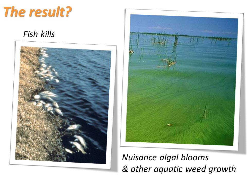 The result Fish kills Nuisance algal blooms & other aquatic weed growth