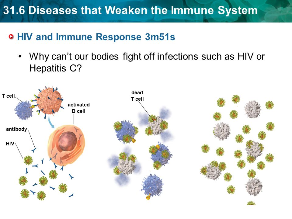 31.6 Diseases that Weaken the Immune System HIV and Immune Response 3m51s Why can’t our bodies fight off infections such as HIV or Hepatitis C.