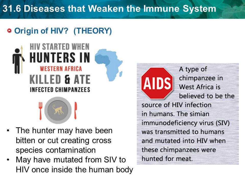 31.6 Diseases that Weaken the Immune System Origin of HIV.