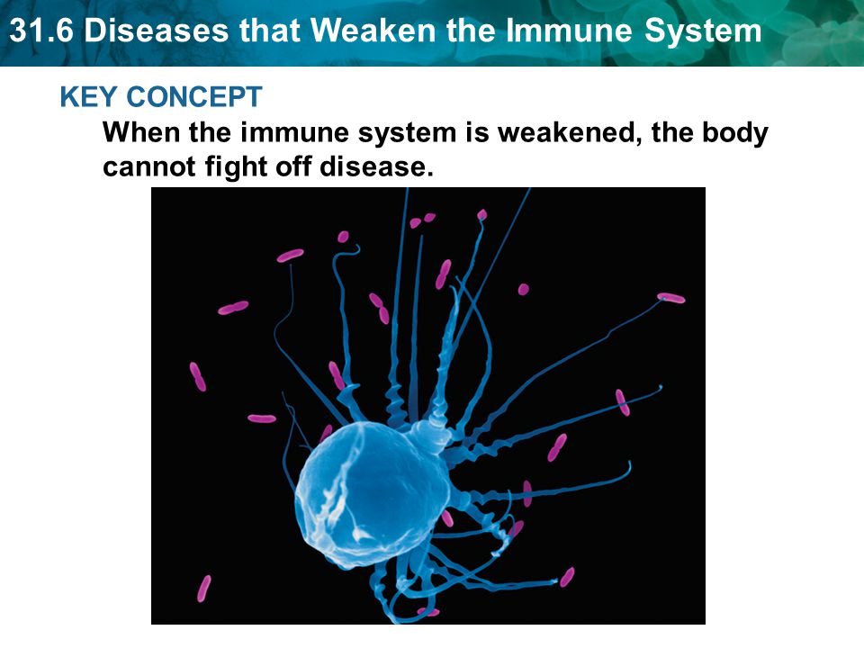 31.6 Diseases that Weaken the Immune System KEY CONCEPT When the immune system is weakened, the body cannot fight off disease.
