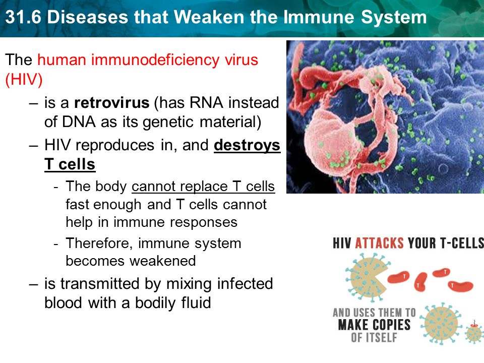 31.6 Diseases that Weaken the Immune System The human immunodeficiency virus (HIV) –is a retrovirus (has RNA instead of DNA as its genetic material) –HIV reproduces in, and destroys T cells -The body cannot replace T cells fast enough and T cells cannot help in immune responses -Therefore, immune system becomes weakened –is transmitted by mixing infected blood with a bodily fluid