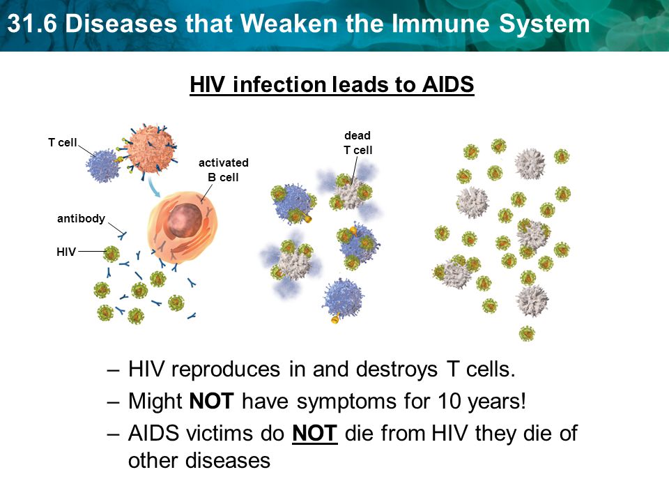 31.6 Diseases that Weaken the Immune System HIV infection leads to AIDS HIV T cell dead T cell antibody activated B cell –HIV reproduces in and destroys T cells.