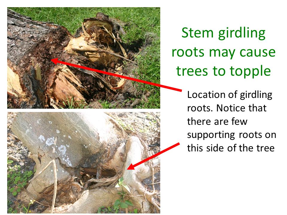 Stem girdling roots may cause trees to topple Location of girdling roots.