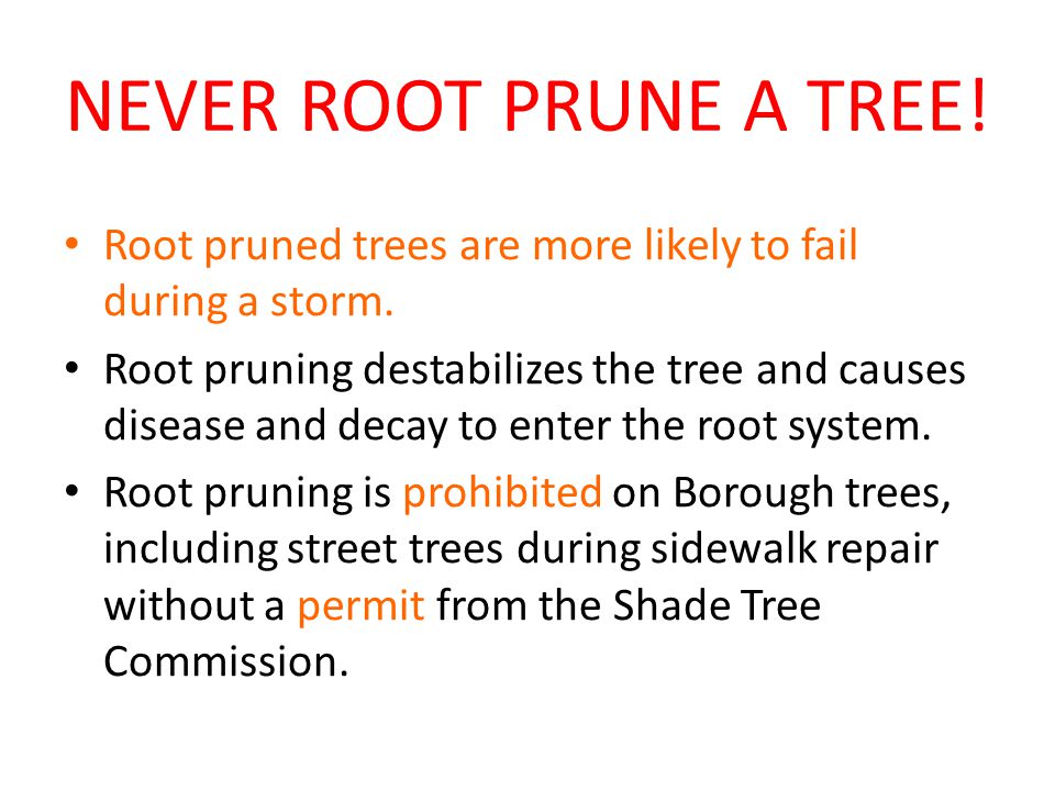 NEVER ROOT PRUNE A TREE. Root pruned trees are more likely to fail during a storm.