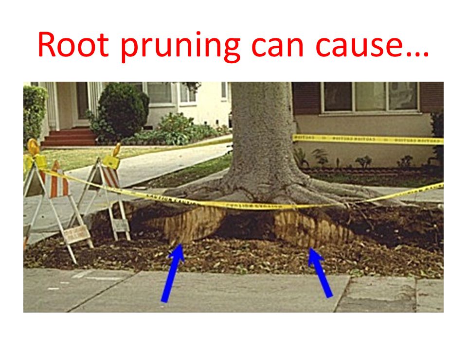 Root pruning can cause…