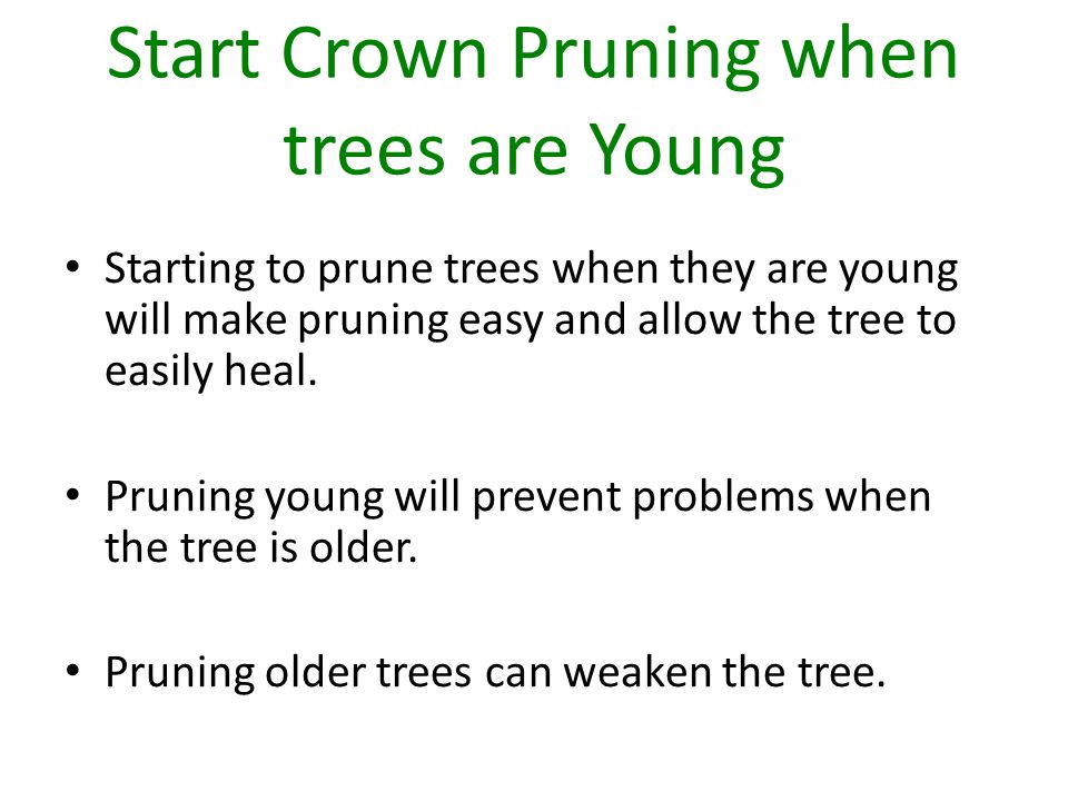 Start Crown Pruning when trees are Young Starting to prune trees when they are young will make pruning easy and allow the tree to easily heal.
